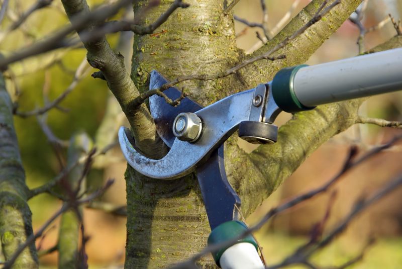 Close-up of Pruning Process