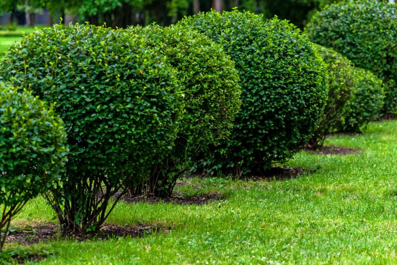 Shrubs Along a Garden Path