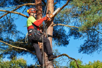 Professional Tree and Shrub Care