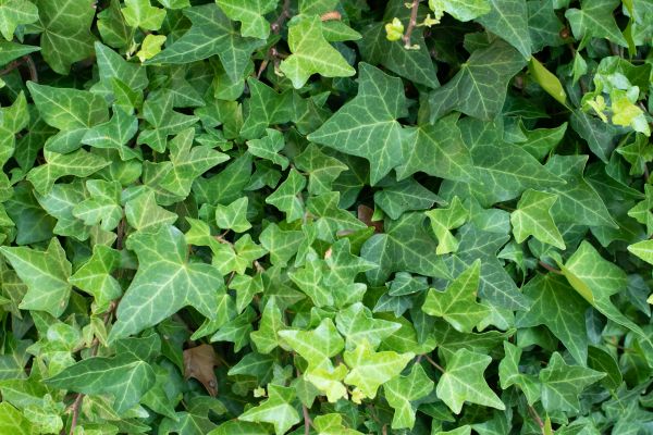 Cost of English Ivy Removal in Huntsville