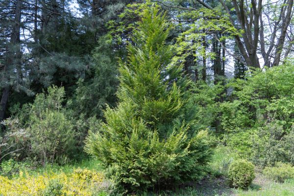 Juniper Pruning Service
