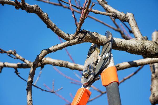 Cost of Pruning Service in Huntsville
