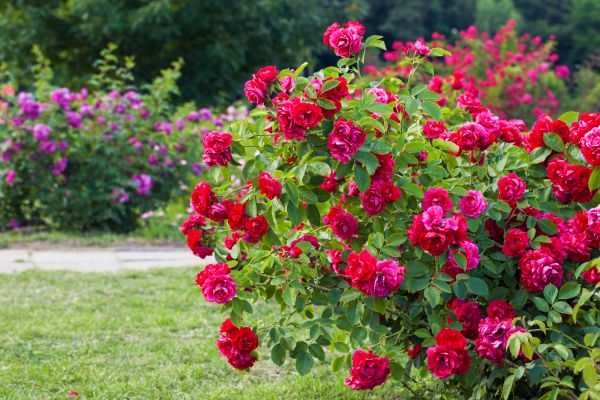Rose Bush Pruning Service