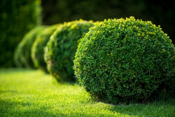 Cost of Bush Pruning in Huntsville