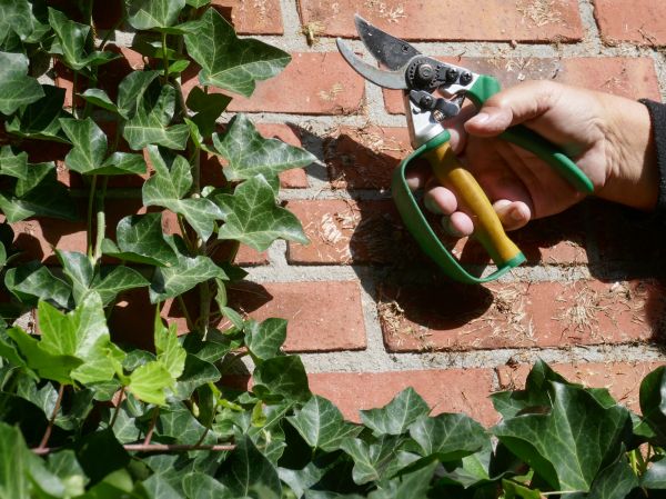 Cost of Ivy Removal Service in Huntsville
