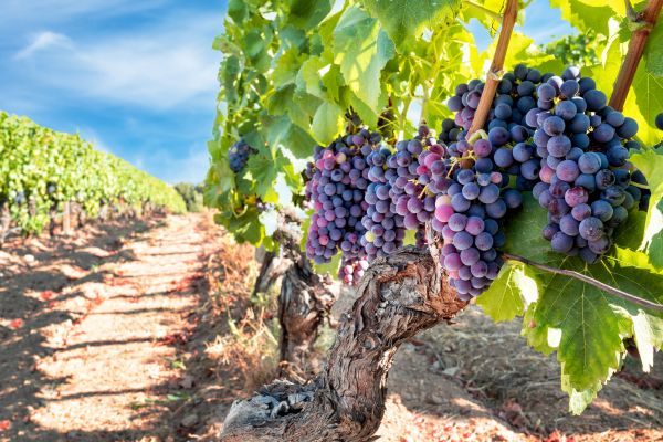 Cost of Grapevine Pruning in Huntsville