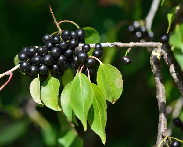 Buckthorn Removal Service