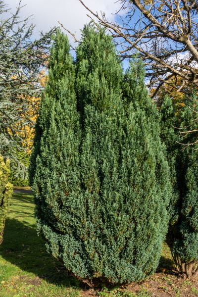 Juniper Trimming