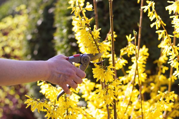 Cost of Forsythia Pruning in Huntsville