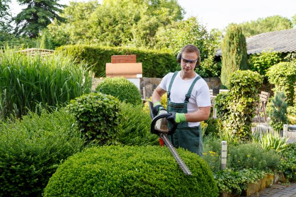Shrubs Trimming Service