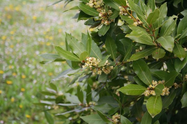 Laurel Trimming