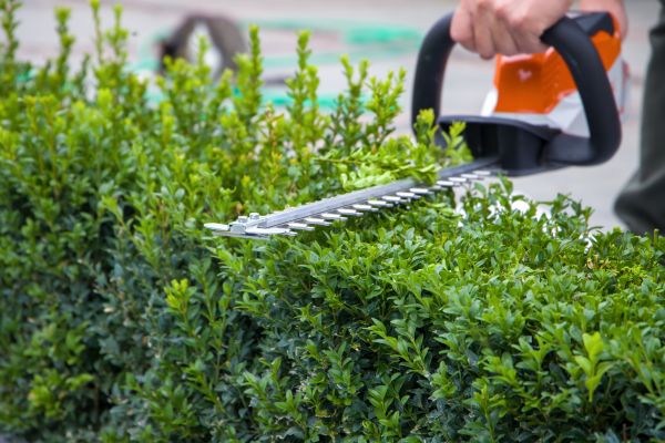 Evergreen Hedge Trimming Service