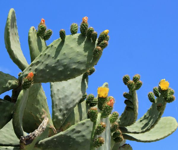 Cost of Cactus Removal in Huntsville