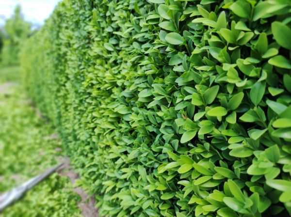 Cost of Boxwood Pruning in Huntsville