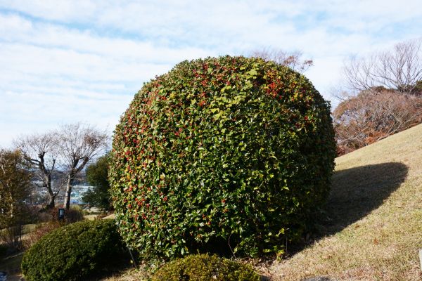 Cost of Holly Shrub Pruning in Huntsville