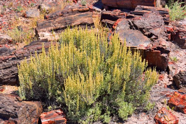 Cost of Sagebrush Removal in Huntsville