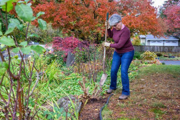 Cost of Dead Bush Removal in Huntsville