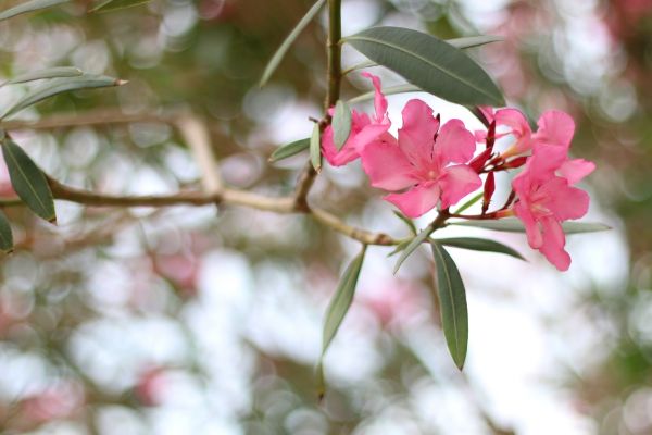 Cost of Oleander Removal in Huntsville