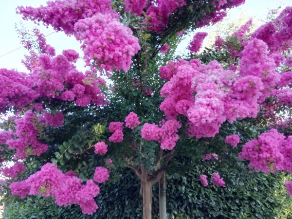 Cost of Crape Myrtle Pruning in Huntsville