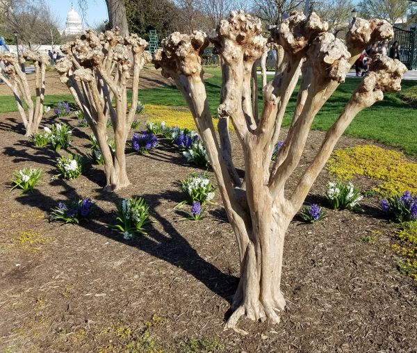 Myrtle Tree Removal