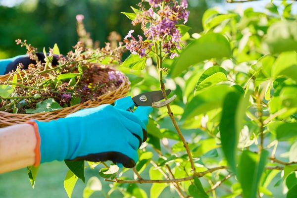 Lilac Trimming Service