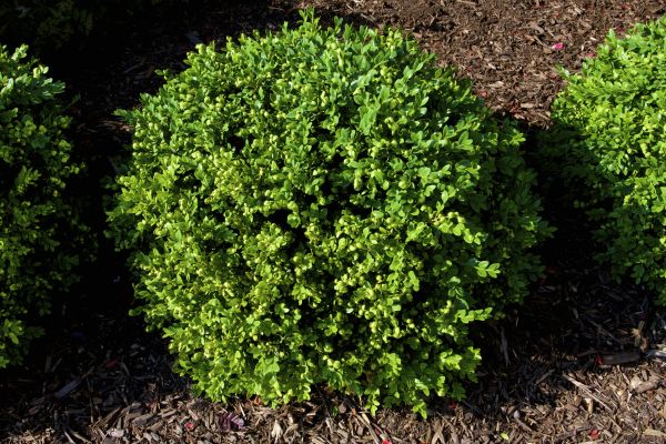 Cost of Boxwood Removal in Huntsville